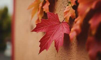 Close-up of Canadian flag maple leaf on wall with fall seasonal theme.