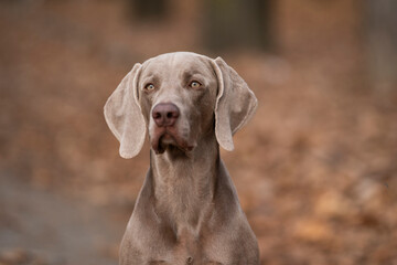 Young Majestic weimaraner pointing blue dog breed portrait