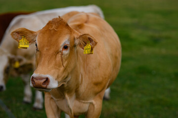 Cows are grazing on a meadow. Cattle cow pasture in a green field. Dairy cattle at pasture on hill in rural. Cattle Breed pasture on grass field. Brangus Cattle in natural pasture. Pastures cow.