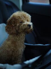 poodle puppy sitting on a chair