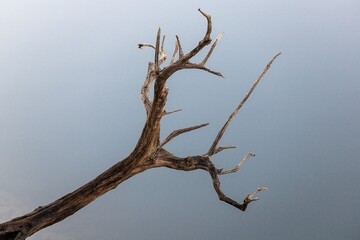 Close-up of a weathered, dry tree branch against a soft, gradient sky, highlighting natural textures and the beauty of simplicity in nature