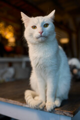 An Elegant Cat Sits Calmly in Soft and Inviting Warm Light, Exuding Tranquility