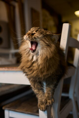 Fototapeta premium A Yawning Cat sitting peacefully on a Chair in a Cozy and Comforting Environment