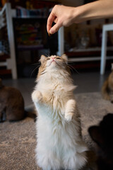A Cat Happily Enjoying Delicious Treats Taken from a Gentle and Caring Hand Reaching Out