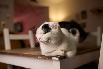 An Elegant Cat Sits Calmly in Soft and Inviting Warm Light, Exuding Tranquility