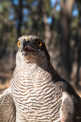photographs of a gyrfalcon in its natural habitat in the middle of nature