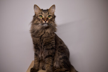 Obraz premium An Elegant Cat Sits Calmly in Soft and Inviting Warm Light, Exuding Tranquility