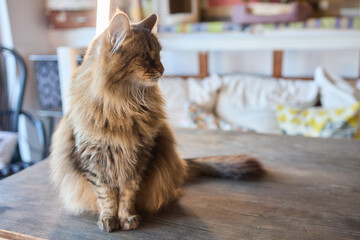 An Elegant Cat Sits Calmly in Soft and Inviting Warm Light, Exuding Tranquility
