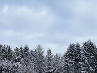 A treeline with snow has copy space in the sky. The woods makes a scenic winter landscape. 