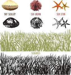ocean invertebrates gulf sea seagrass shells clams scallop sea star paraphyletic arthropods mollusks Eukaryota Animalia Choanozoa vertebra vector