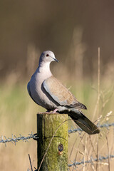 Eurasian collared on an arable field fence post.