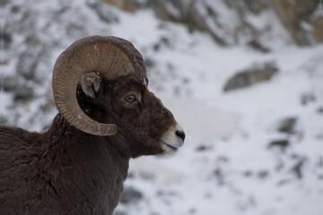 sheep in snow