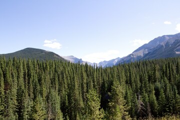 pine forest in the mountains