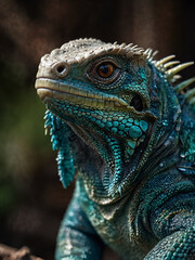 Fototapeta premium A turquoise iguana perched on a branch looks on with curiosity.