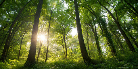 Obraz premium Calm Outdoor Nature Hike in Forest Trees and Hiking Path on the Appalachian Trail in Smoky Mountains Background Green Foliage Desktop Wallpaper 6