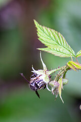 Bald-faced hornet on raspberry flower. Black and white wasp with a white face and translucent dark brown wings