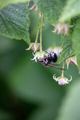 Bald-faced hornet on raspberry flower. Black and white wasp with a white face and translucent dark brown wings