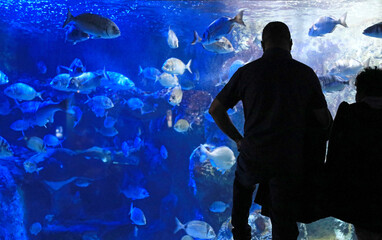 Fototapeta premium pareja mirando los peces en el aquarium de donostia san sebastian 4M0A4834-as25