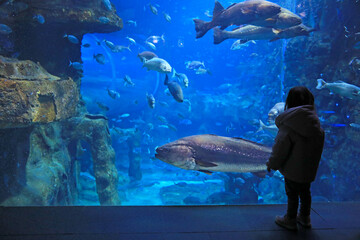 niña mirando peces en el aquarium de donostia san sebastian4M0A4797-as25 © txakel