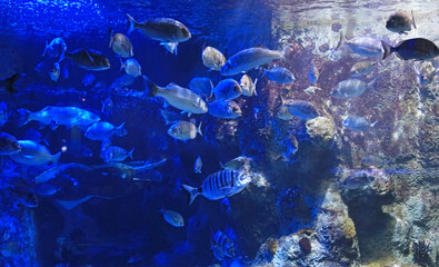 aquarium de donosti san sebastian interior con peces tiburones mantas rayas país vasco 4M0A4836-as25