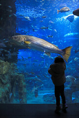 niña mirando peces en el aquarium de donostia san sebastian 4M0A4802-as25 © txakel