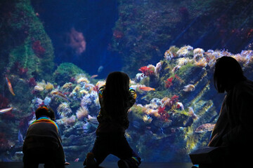 Fototapeta premium niños con su madre mirando los peces en el aquarium de donostia san sebastian 4M0A4844-as25