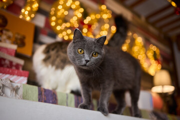 An Elegant Cat Sits Calmly in Soft and Inviting Warm Light, Exuding Tranquility