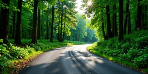 Fototapeta premium Sunlit Winding Road Through Lush Green Forest Canopy