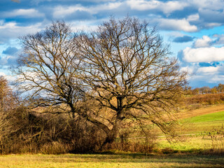 Fototapeta premium Baum im Winter