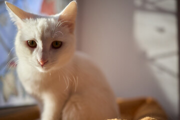 An Elegant Cat Sits Calmly in Soft and Inviting Warm Light, Exuding Tranquility