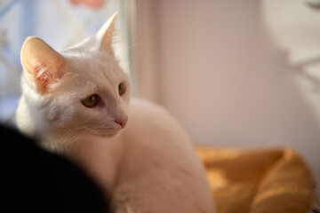 An Elegant Cat Sits Calmly in Soft and Inviting Warm Light, Exuding Tranquility