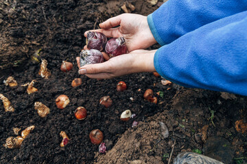 hands holding hyacinth bulbs before planting in the ground
