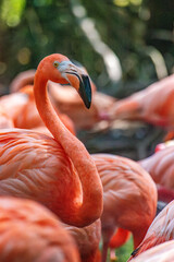 Stunning Flamingo Portrait in the National Aviary of Cartagena, Colombia