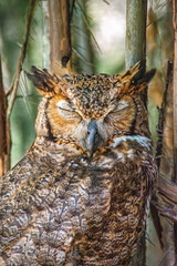 Serene Owl in the National Aviary of Cartagena: A Glimpse into Colombia's Avian Wonders