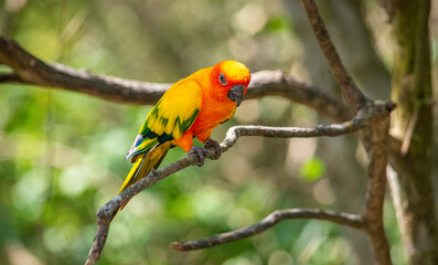 Vibrant Tropical Bird at the National Aviary in Cartagena, Colombia