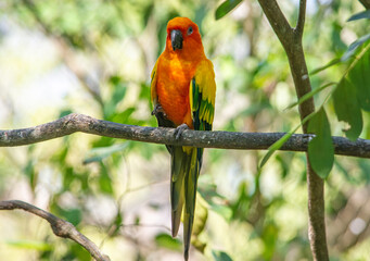 Colorful Sun Conure Perched in the National Aviary of Cartagena, Colombia