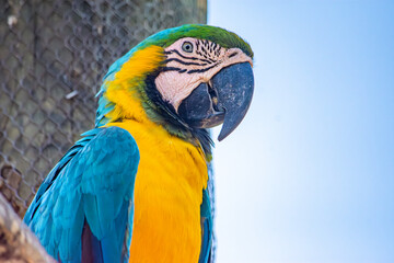 Colorful Macaw in National Aviary of Cartagena, Colombia