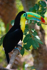 Vibrant Toucan Perched in the National Aviary of Cartagena, Colombia