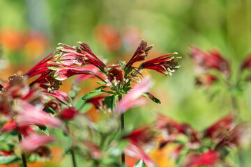 Close up of Peruvian lilies in bloom