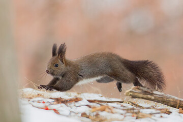 ジャンプするエゾリス