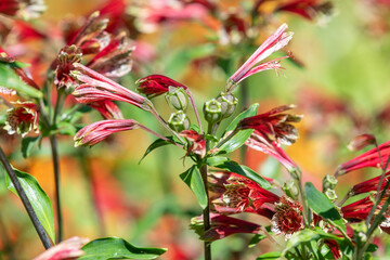 Close up of Peruvian lilies in bloom