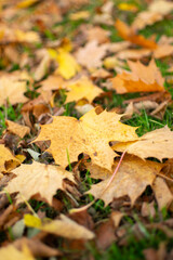 autumn leaves on the ground 
