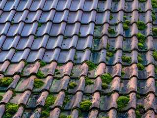Moos auf dem Dach eines ungeheizten Hauses