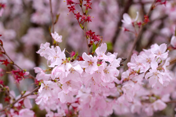 Branches of sakura flowers, cherry blossom