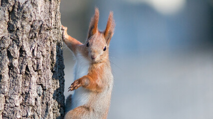 squirrel in the park