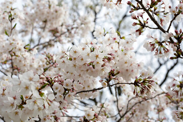 Branches of sakura flowers, cherry blossom