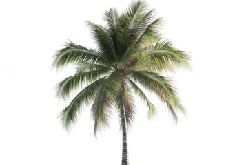A lone palm tree against a bright white sky, perfect for travel or landscape photography