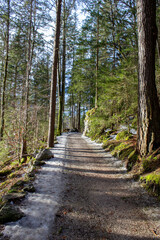 Serene Forest Trail Surrounded by Tall Trees and Soft Sunlight on a Cool Spring Day