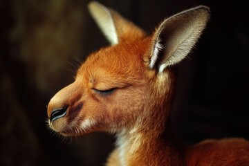 Close-up shot of a kangaroo with its eyes closed, perfect for illustrations and educational materials about Australian wildlife