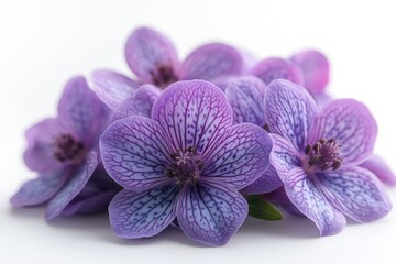 A close-up shot of a bouquet of purple flowers on a white background